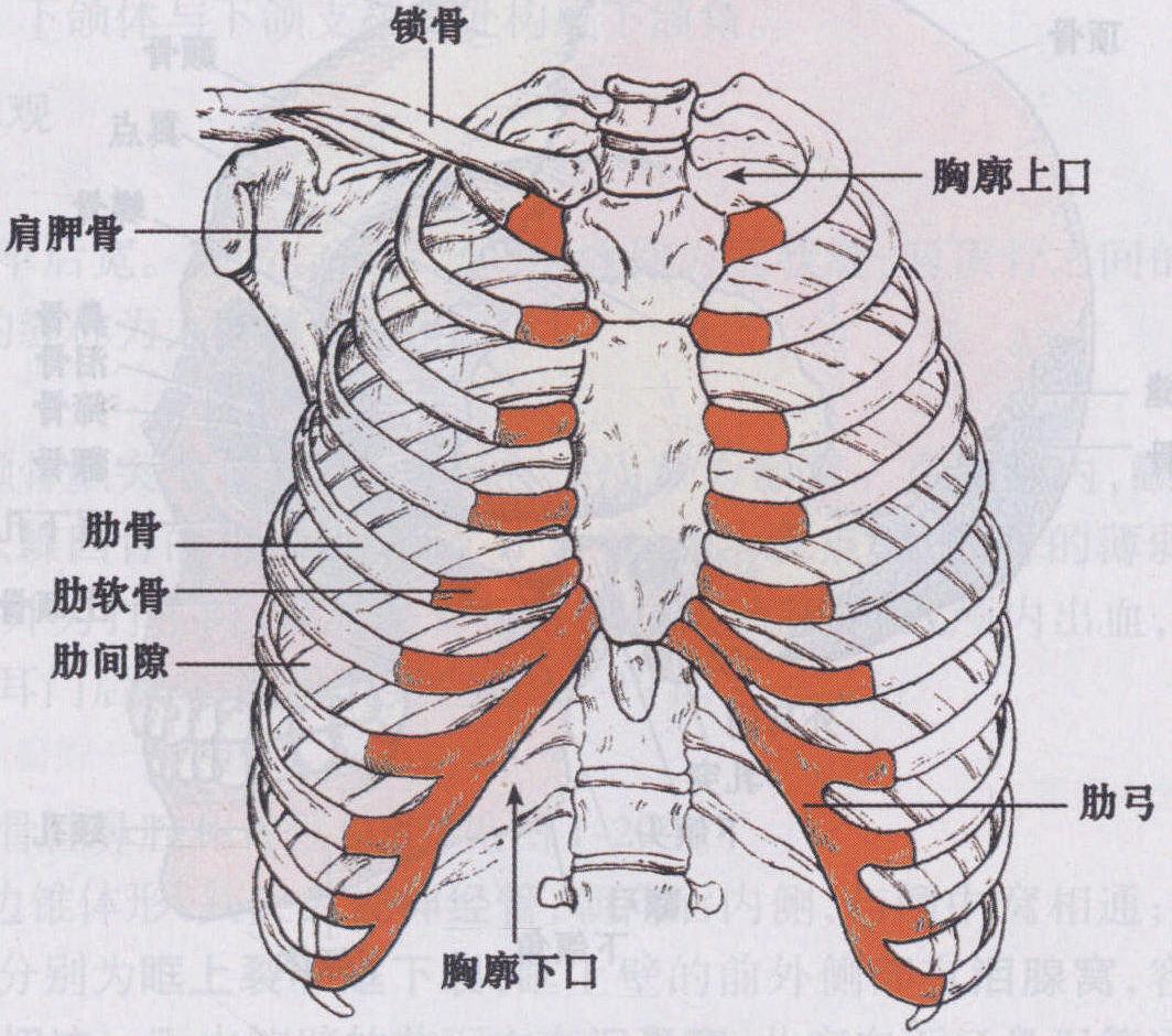 图1-3 骨的形态构造-骨科临床解剖学-医学